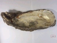 巨大牡蠣化石藏品圖，第2張